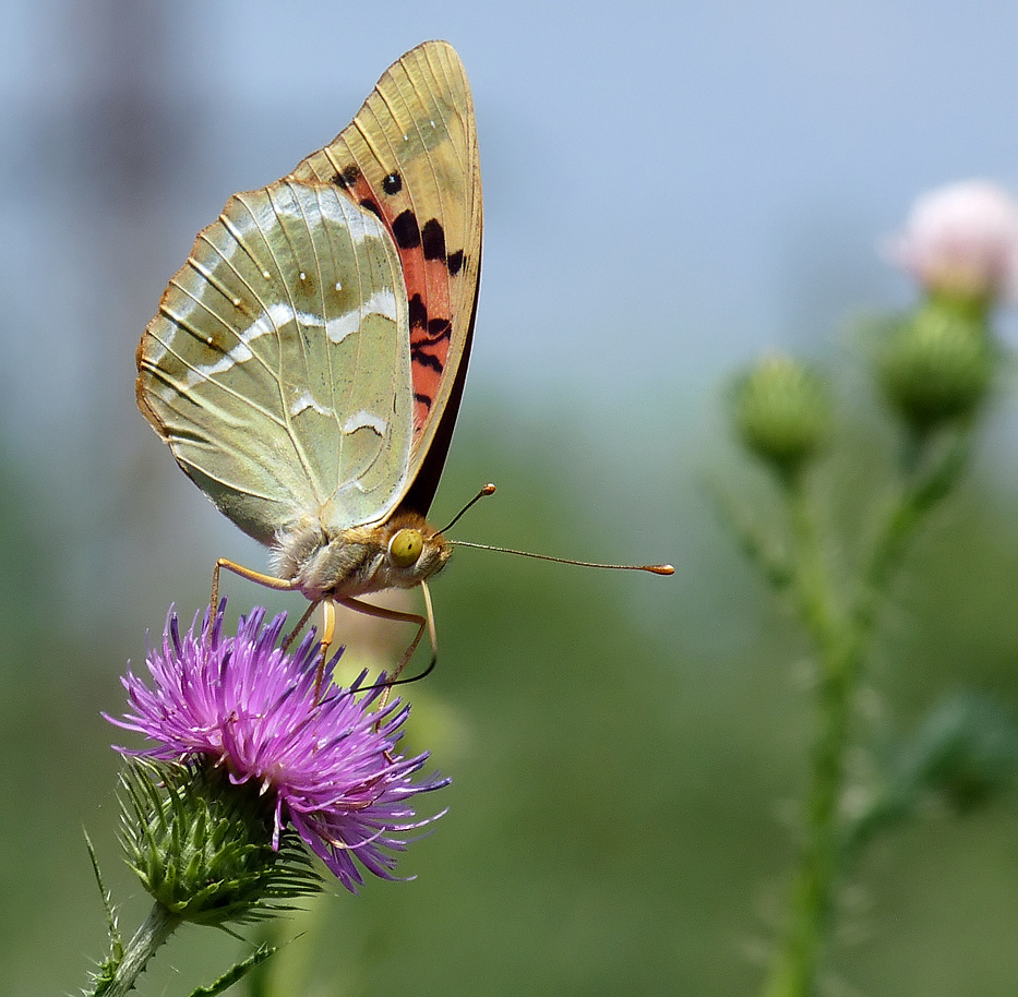 photo "***" tags: nature, insect