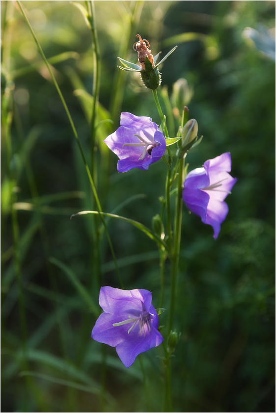 photo "***" tags: nature, flowers