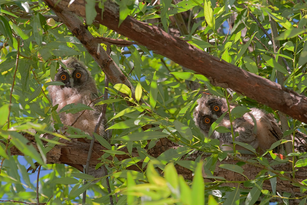 photo "***" tags: nature, wild animals