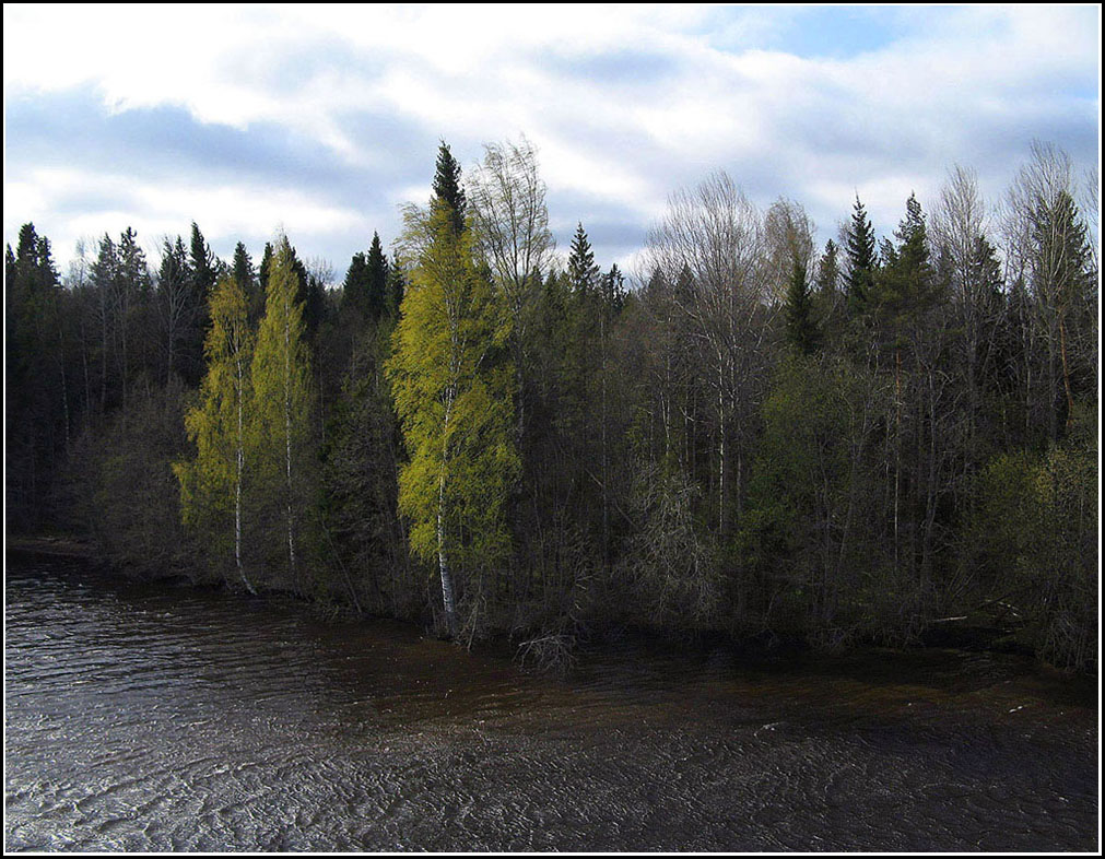 photo "At the Svir River in May." tags: landscape, forest, water