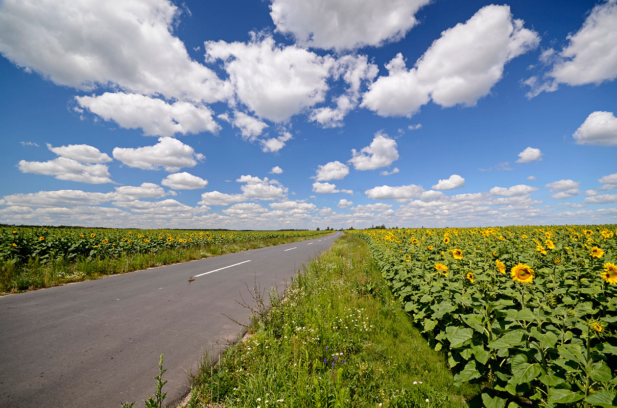 photo "***" tags: landscape, summer
