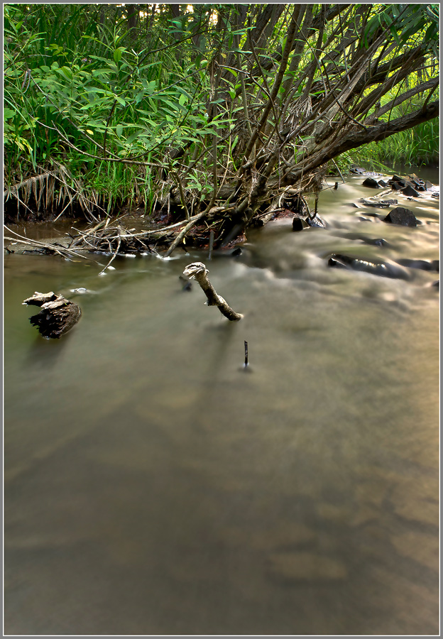 photo "***" tags: landscape, forest