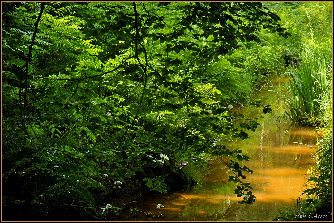 фото "***" метки: пейзаж, вода, лес