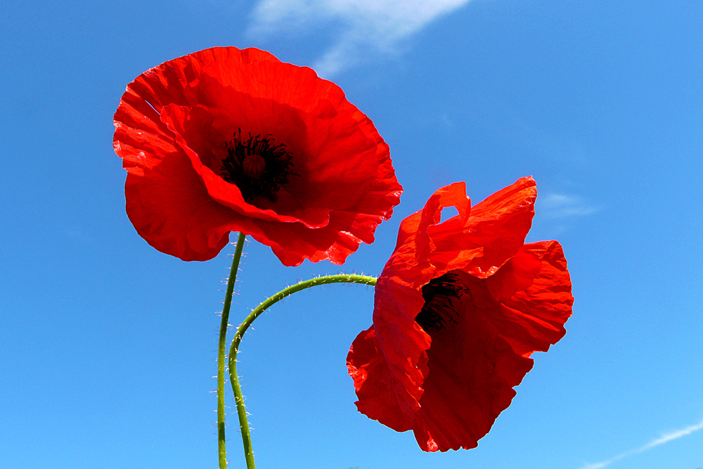 photo "***" tags: nature, macro and close-up, flowers, sky, spring