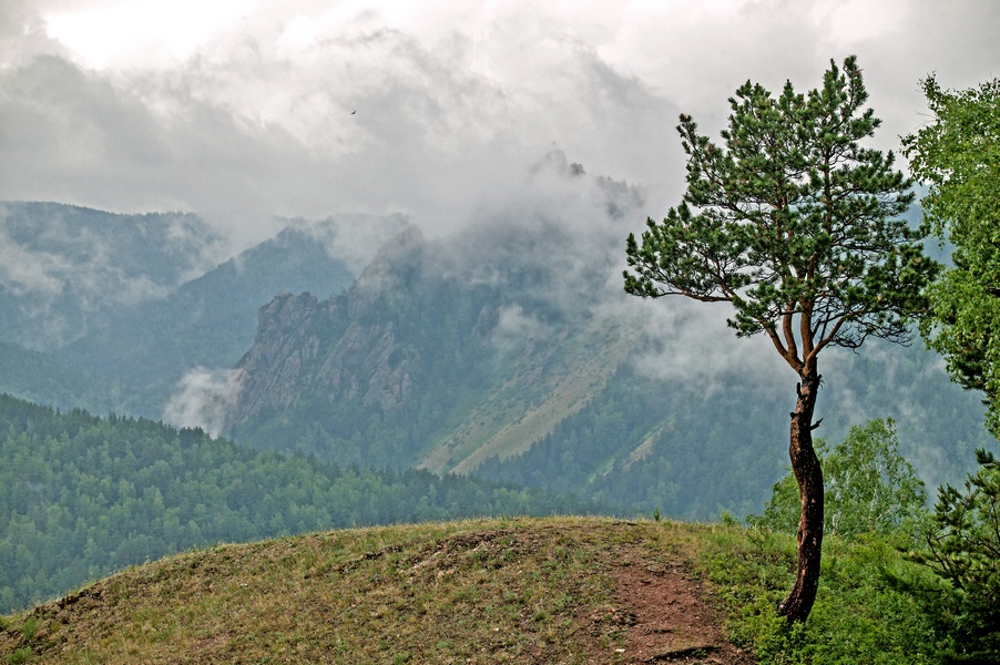 photo "***" tags: landscape, forest, summer