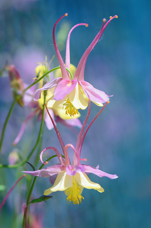 photo "***" tags: nature, flowers