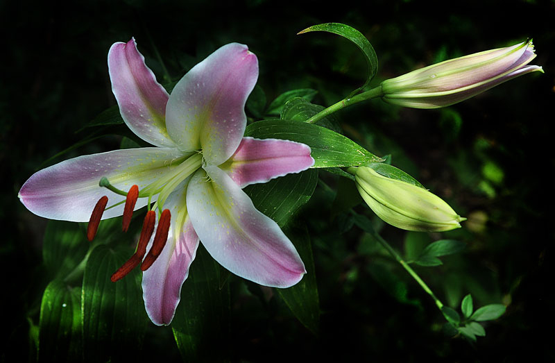 photo "***" tags: nature, flowers
