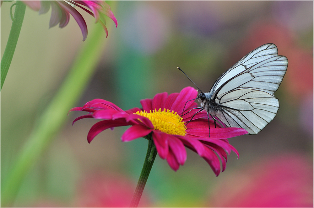 photo "***" tags: nature, insect