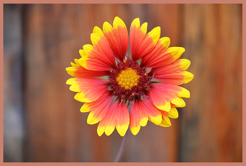 photo "***" tags: nature, flowers