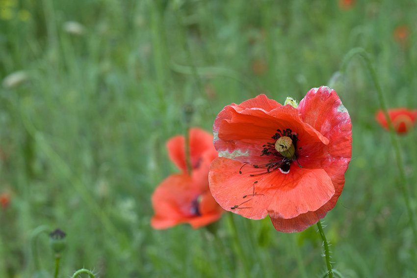 photo "Last but one" tags: nature, flowers