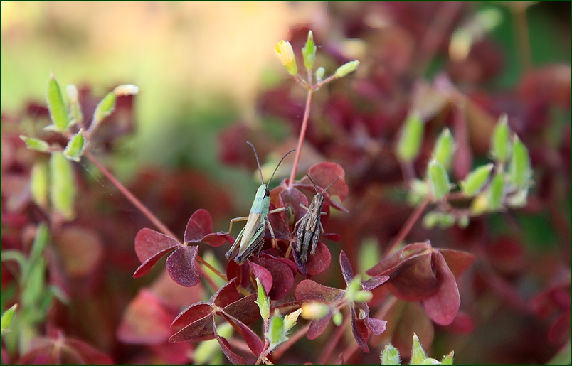 photo "Loving couple" tags: nature, flowers, insect