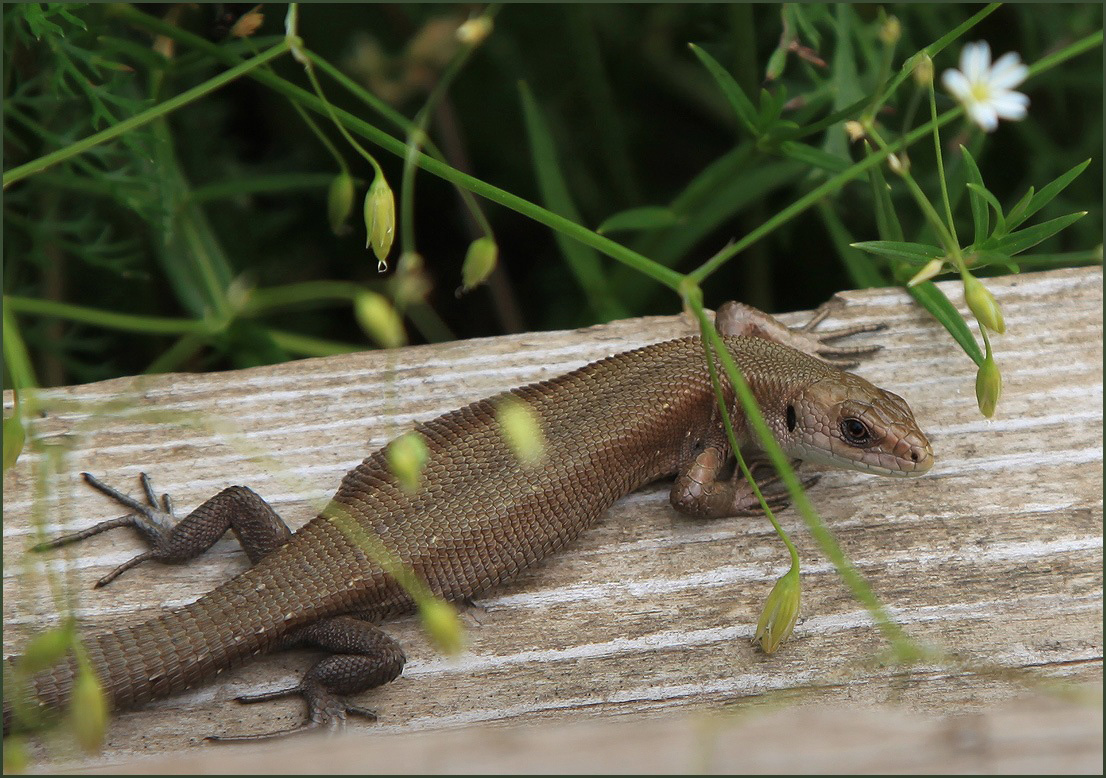 photo "Siesta" tags: nature, wild animals