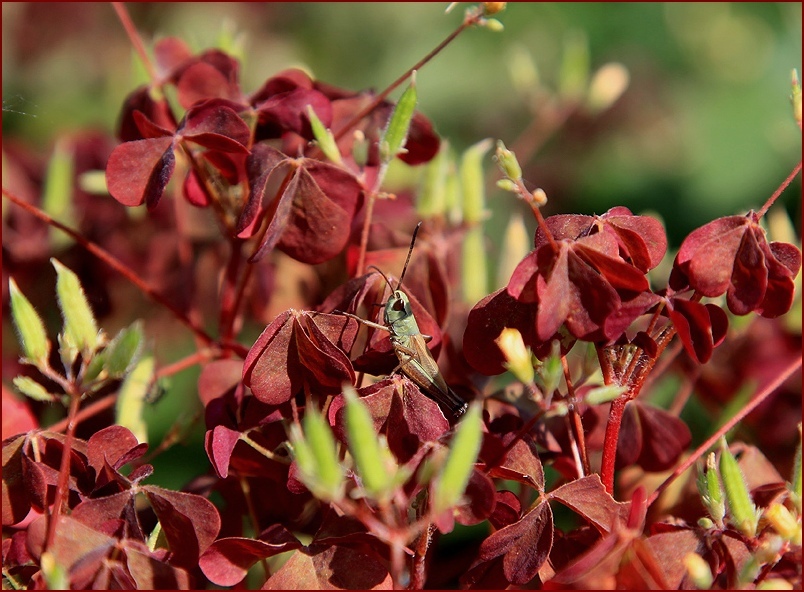 photo "Red Summer" tags: nature, flowers, insect