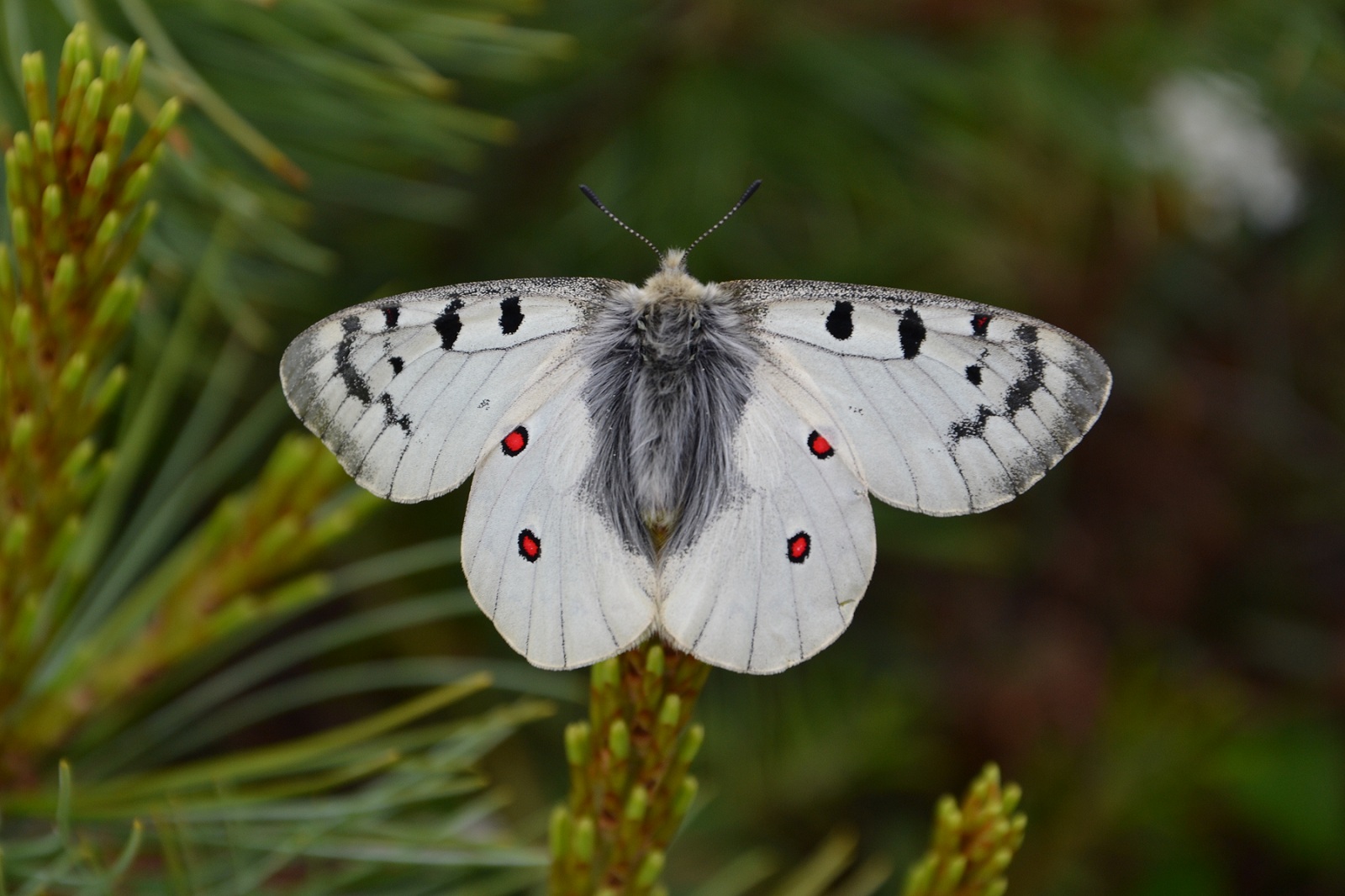 photo "***" tags: nature, insect