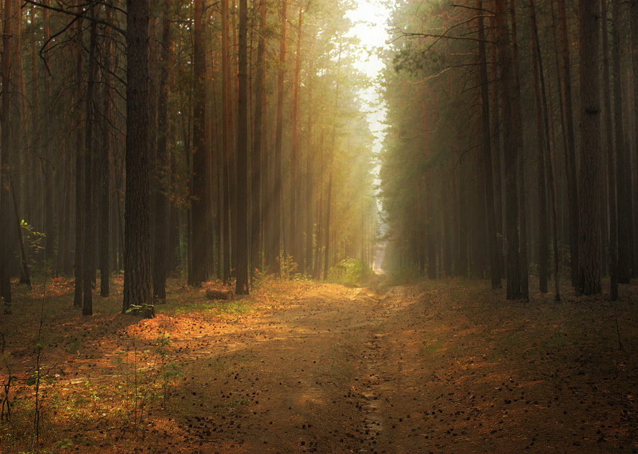 photo "***" tags: landscape, forest