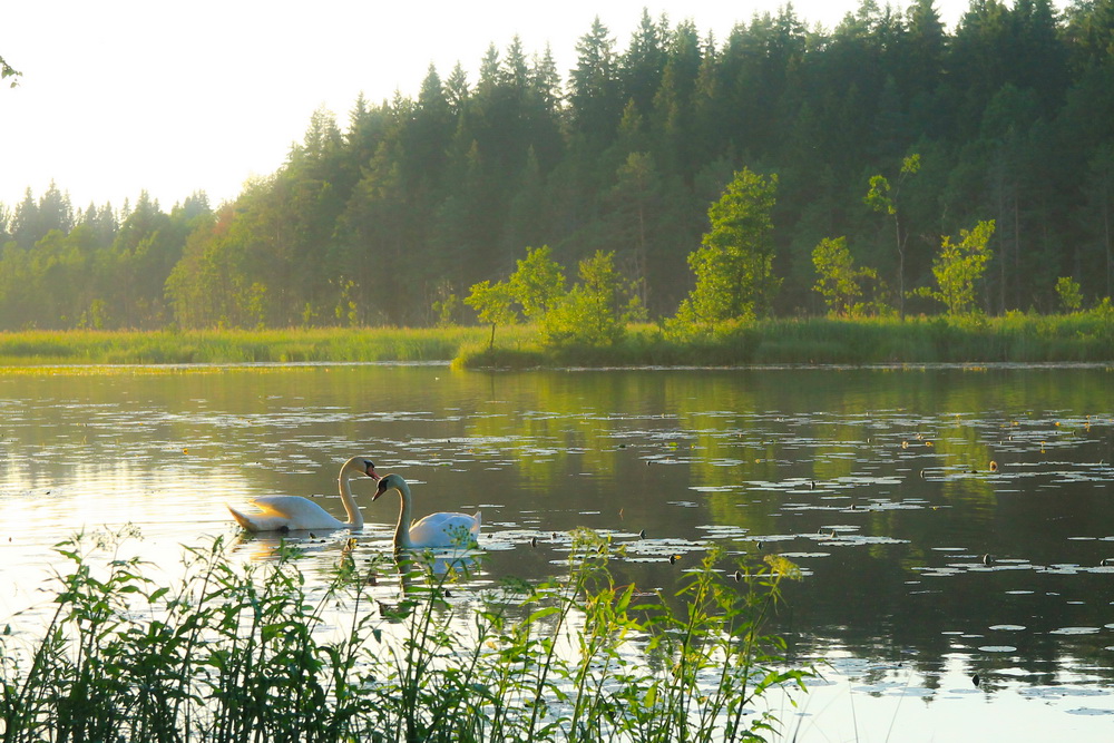 photo "***" tags: nature, wild animals