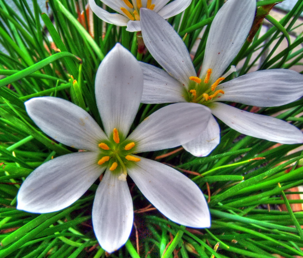 photo "Summer Flower" tags: nature, flowers