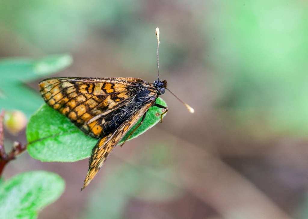 photo "***" tags: nature, insect