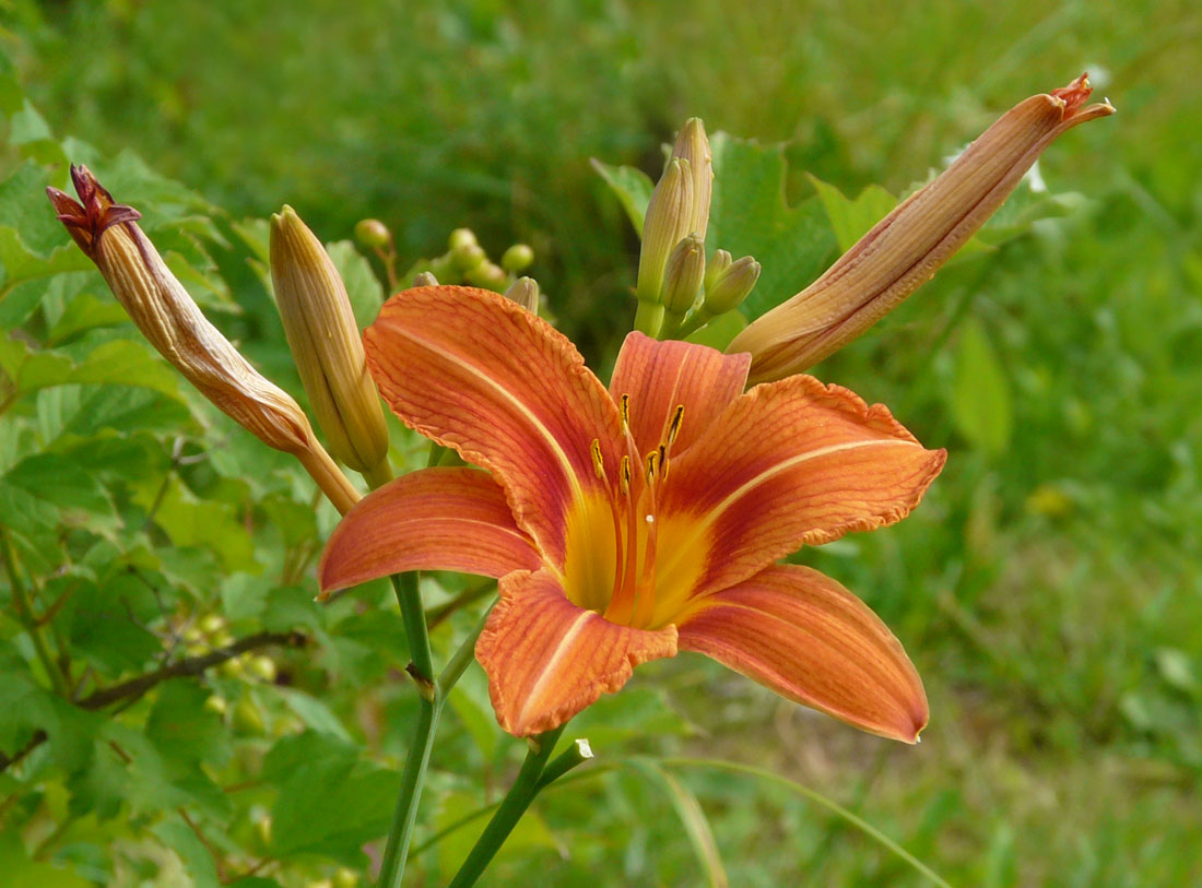 photo "***" tags: nature, flowers