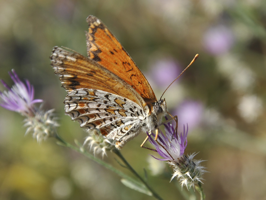 photo "***" tags: nature, macro and close-up, insect