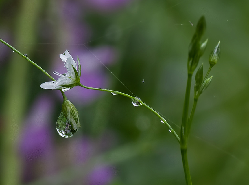 photo "Tear" tags: nature, macro and close-up, flowers