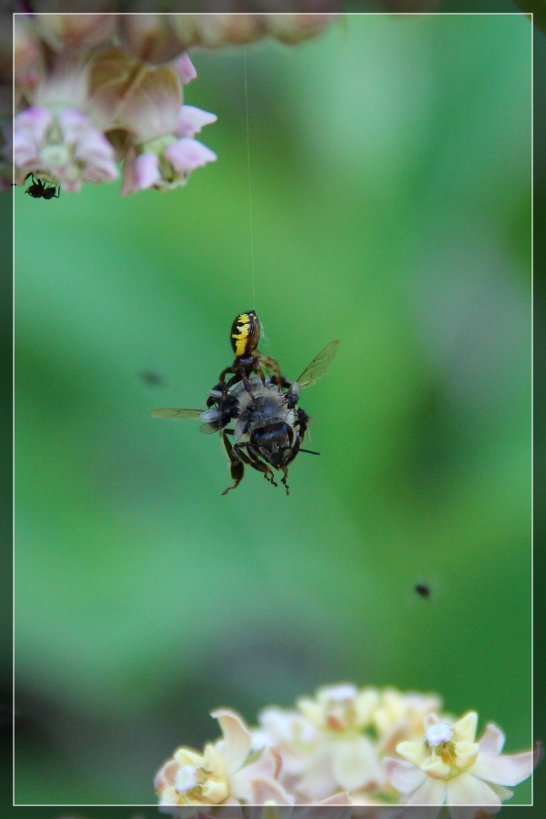 фото "Вдруг какой-то старичок-паучок нашу пчелку..." метки: природа, макро и крупный план, насекомое