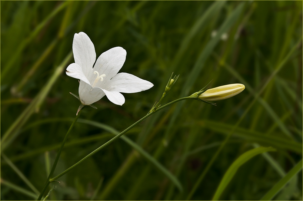 photo "***" tags: nature, flowers