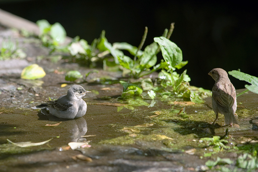 photo "Bathing" tags: nature, wild animals