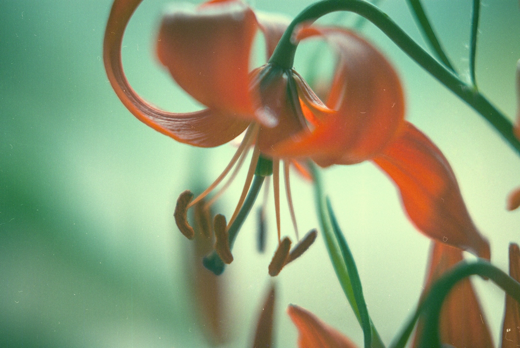 photo "***" tags: nature, flowers