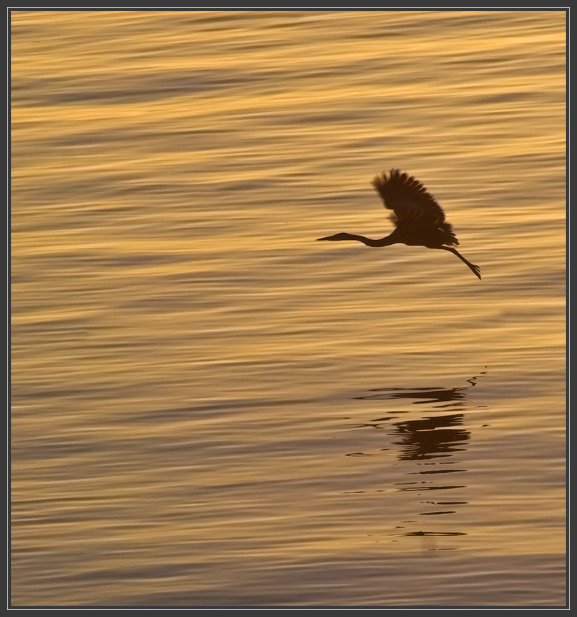 photo "Evening flight" tags: landscape, nature, water