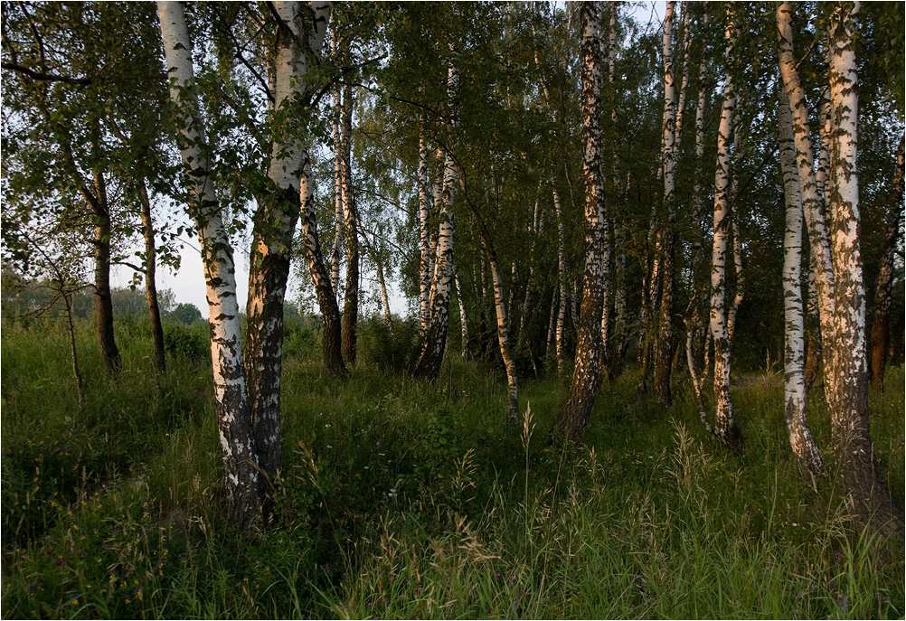 photo "***" tags: landscape, forest, summer