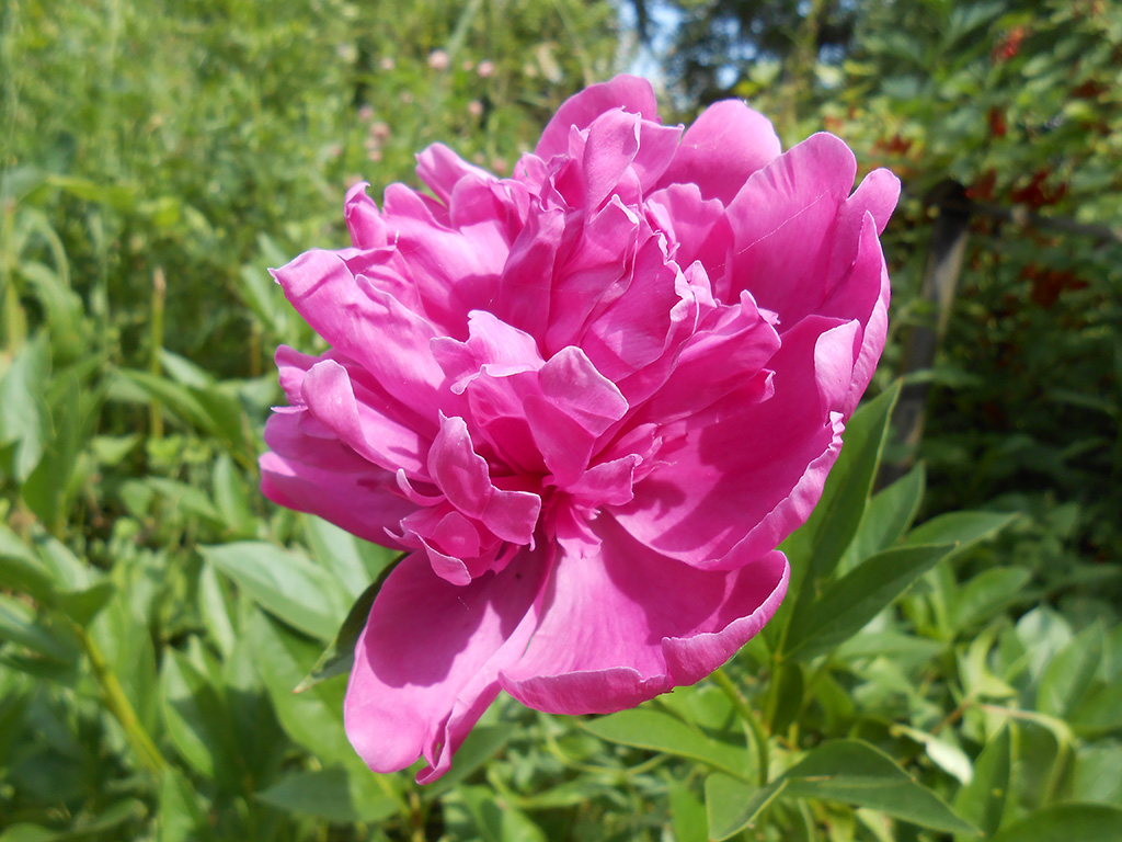 photo "Peony" tags: nature, flowers