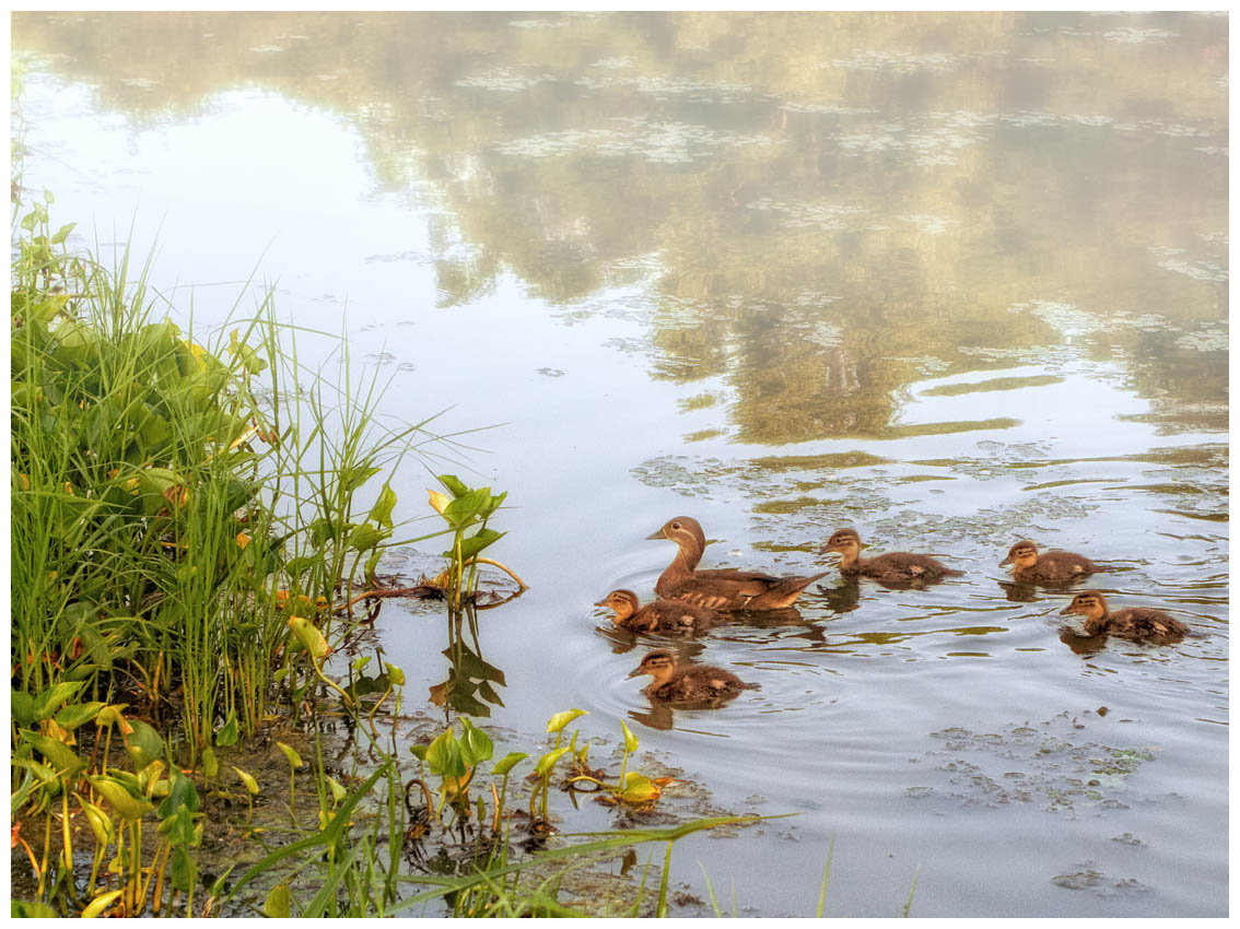 photo "***" tags: nature, wild animals