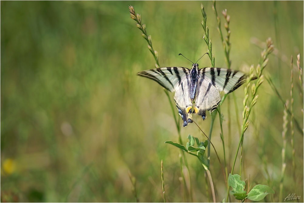photo "***" tags: nature, flowers, insect