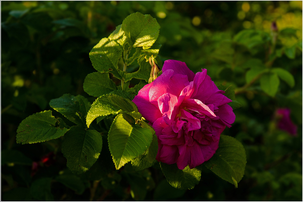 photo "July" tags: nature, flowers