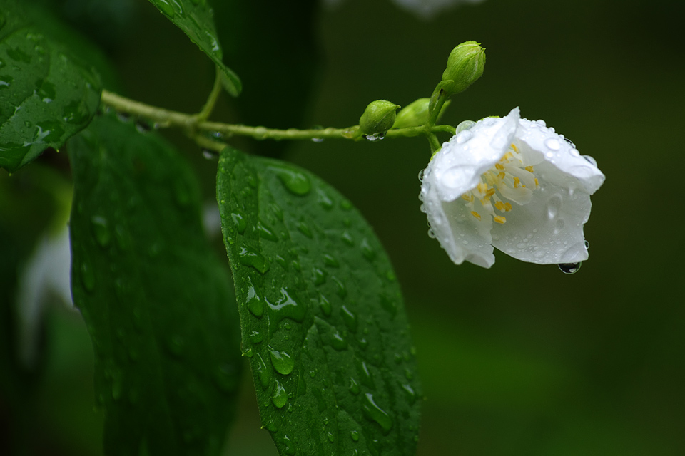 photo "***" tags: nature, flowers