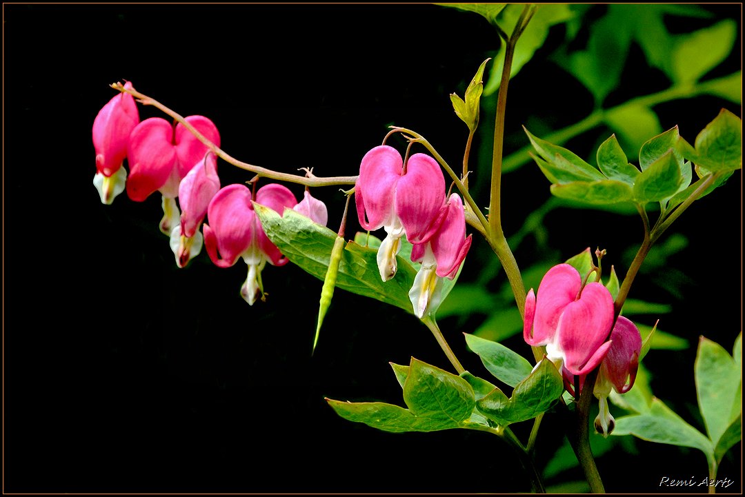 photo "***" tags: nature, fragment, flowers