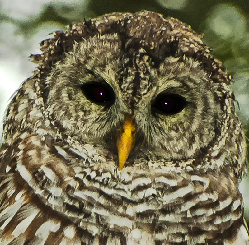 photo "Barred Owl" tags: nature, wild animals