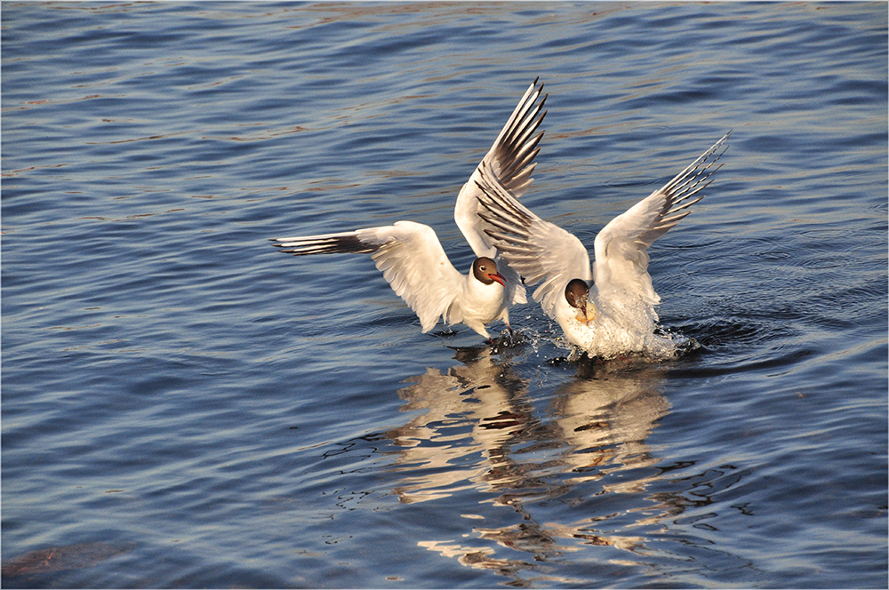 photo "***" tags: nature, wild animals