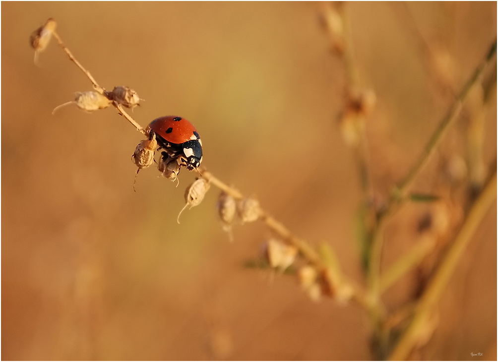 photo "***" tags: nature, flowers, insect