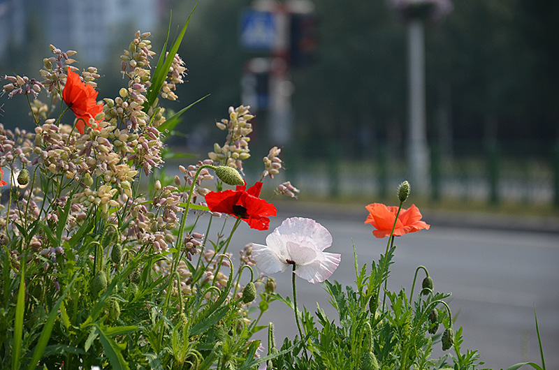 photo "***" tags: nature, city, flowers