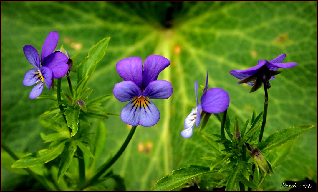 photo "***" tags: nature, flowers
