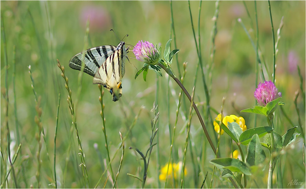 photo "***" tags: nature, insect