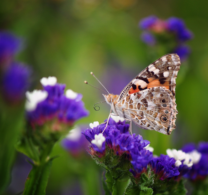 photo "Butterfly" tags: macro and close-up, 