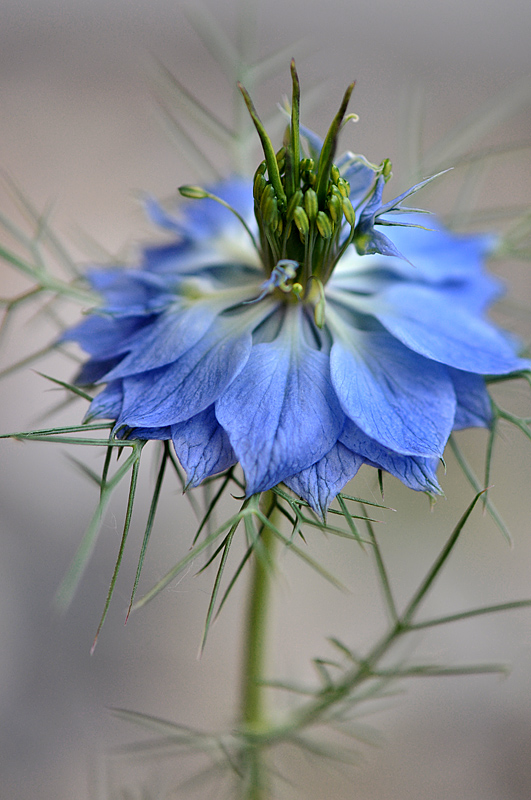 photo "***" tags: nature, macro and close-up, 