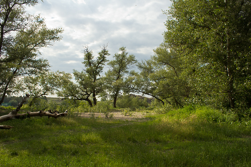 photo "***" tags: landscape, nature, clouds, forest, grass, shadow, summer, tree, бревно, поляна