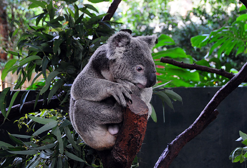 photo "Koala" tags: nature, travel, Australia, wild animals