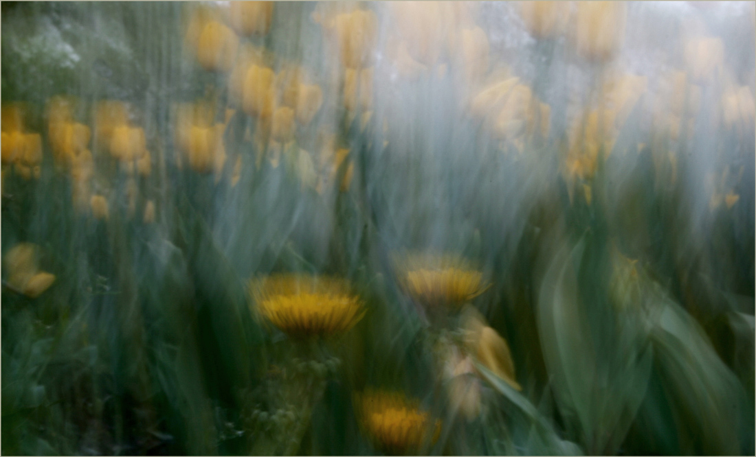 photo "The Legend of the flower" tags: nature, abstract, flowers