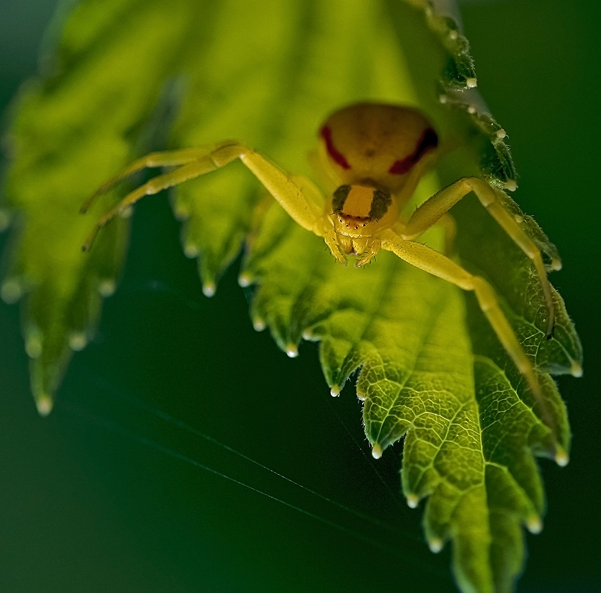photo "Waiting..." tags: macro and close-up, nature, insect, spider