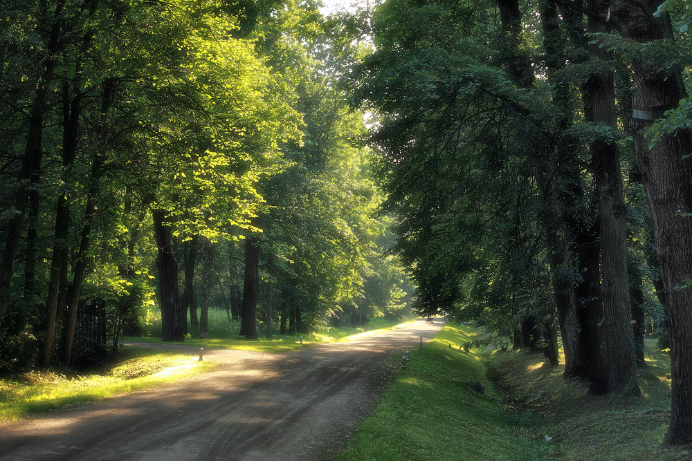 photo "***" tags: landscape, forest